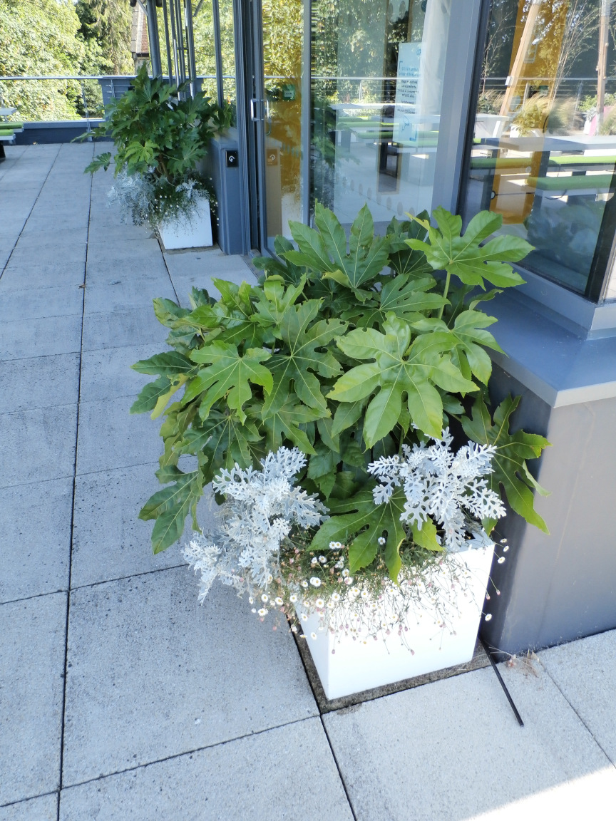 Picture of Senecio, Erigeron annuus and Fatsia